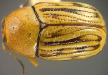 Media type: image;   Entomology 4277 Aspect: habitus dorsal view